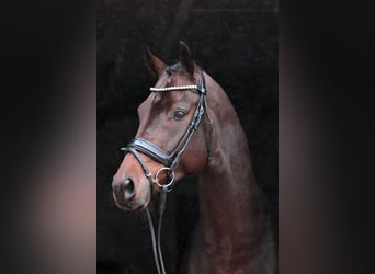 German Sport Horse, Gelding, 7 years, 17 hh, Brown