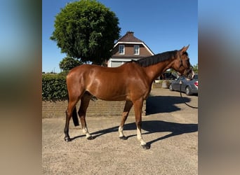 German Sport Horse, Gelding, 7 years, 17 hh, Brown