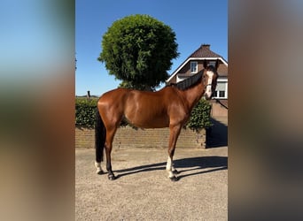 German Sport Horse, Gelding, 7 years, 17 hh, Brown
