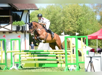 German Sport Horse, Gelding, 7 years, 17 hh, Brown