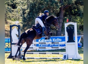 German Sport Horse, Gelding, 7 years, 17 hh, Brown