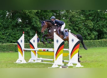 German Sport Horse, Gelding, 7 years, 17 hh, Brown