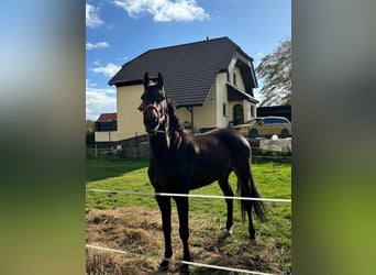 German Sport Horse, Gelding, 7 years, 17 hh, Brown