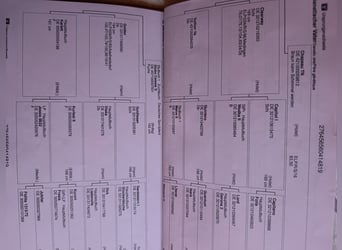 German Sport Horse, Gelding, 7 years, 17 hh, Brown