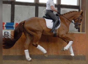 German Sport Horse, Gelding, 7 years, 17 hh, Chestnut-Red