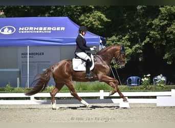 German Sport Horse, Gelding, 7 years, 17 hh, Chestnut-Red