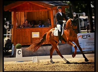 German Sport Horse, Gelding, 7 years, 17 hh, Chestnut-Red