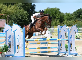 German Sport Horse, Gelding, 7 years, 17 hh, Chestnut-Red