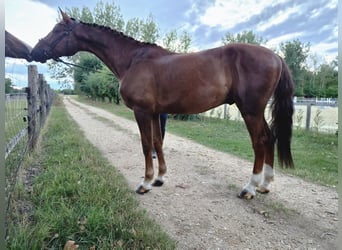 German Sport Horse, Gelding, 7 years, 17 hh, Chestnut-Red