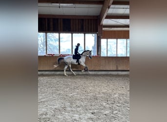 German Sport Horse, Gelding, 7 years, 17 hh, Gray-Dapple