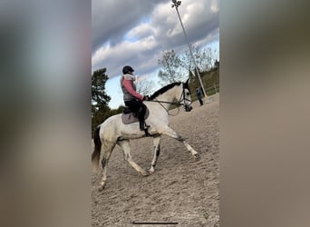 German Sport Horse, Gelding, 7 years, 17 hh, Gray-Dapple