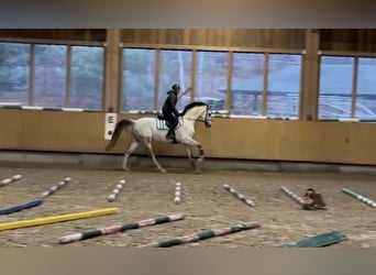 German Sport Horse, Gelding, 7 years, 17 hh, Gray-Dapple