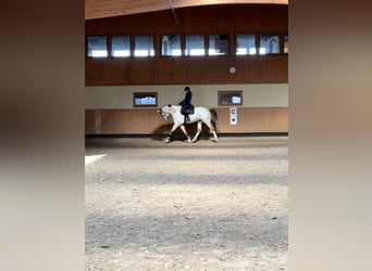 German Sport Horse, Gelding, 7 years, 17 hh, Gray-Dapple