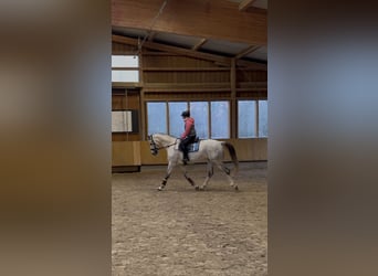 German Sport Horse, Gelding, 7 years, 17 hh, Gray-Dapple