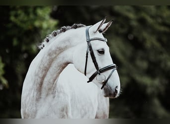 German Sport Horse, Gelding, 7 years, 17 hh, Grey