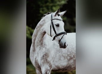German Sport Horse, Gelding, 7 years, 17 hh, Grey