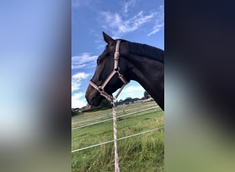 German Sport Horse, Gelding, 7 years, 17 hh, Smoky-Black