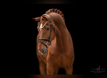 German Sport Horse, Gelding, 7 years, 17,2 hh, Chestnut-Red
