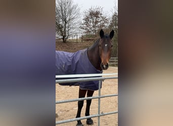 German Sport Horse, Gelding, 7 years, 17,3 hh, Brown