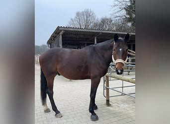 German Sport Horse, Gelding, 7 years, 17,3 hh, Brown