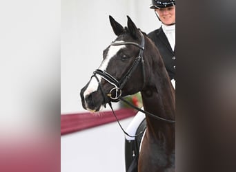 German Sport Horse, Gelding, 7 years, Bay-Dark