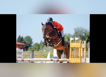 German Sport Horse, Gelding, 7 years, Bay