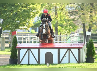 German Sport Horse, Gelding, 8 years, 15.2 hh, Brown