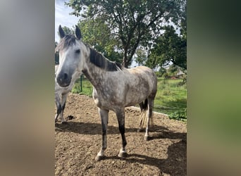 German Sport Horse, Gelding, 8 years, 15.3 hh, Grey