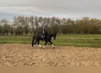German Sport Horse, Gelding, 8 years, 16.1 hh, Bay-Dark