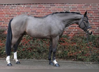 German Sport Horse, Gelding, 8 years, 16.1 hh, Bay-Dark