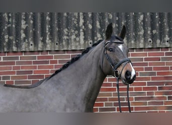 German Sport Horse, Gelding, 8 years, 16.1 hh, Bay-Dark