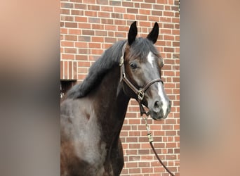 German Sport Horse, Gelding, 8 years, 16.1 hh, Black