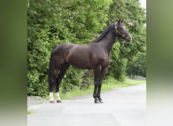 German Sport Horse, Gelding, 8 years, 16.1 hh, Black