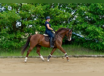 German Sport Horse, Gelding, 8 years, 16.1 hh, Black