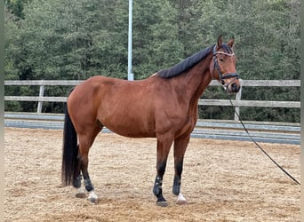 German Sport Horse, Gelding, 8 years, 16.1 hh, Brown