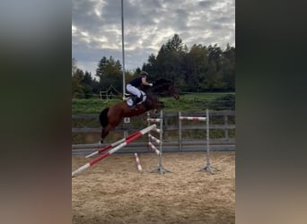 German Sport Horse, Gelding, 8 years, 16.1 hh, Brown