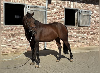 German Sport Horse, Gelding, 8 years, 16.1 hh, Brown