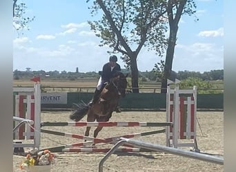 German Sport Horse, Gelding, 8 years, 16.2 hh, Bay-Dark