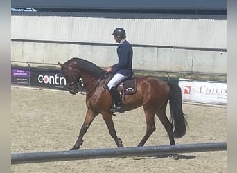 German Sport Horse, Gelding, 8 years, 16.2 hh, Bay-Dark
