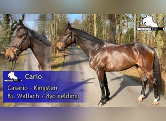 German Sport Horse, Gelding, 8 years, 16.2 hh, Bay-Dark