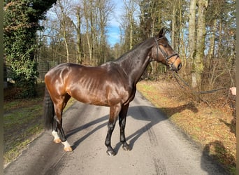 German Sport Horse, Gelding, 8 years, 16.2 hh, Bay-Dark