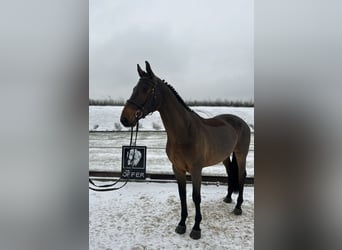 German Sport Horse, Gelding, 8 years, 16.2 hh, Bay-Dark