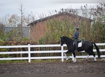 German Sport Horse, Gelding, 8 years, 16.2 hh, Black