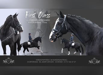 German Sport Horse, Gelding, 8 years, 16.2 hh, Black