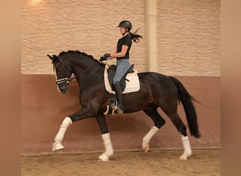 German Sport Horse, Gelding, 8 years, 16.2 hh, Black