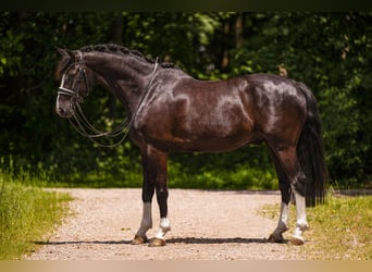 German Sport Horse, Gelding, 8 years, 16.2 hh, Black