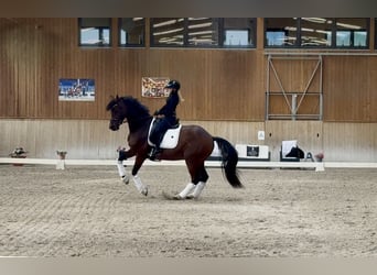 German Sport Horse, Gelding, 8 years, 16.2 hh, Brown