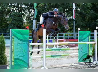 German Sport Horse, Gelding, 8 years, 16.2 hh, Brown