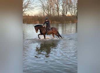 German Sport Horse, Gelding, 8 years, 16.2 hh, Brown