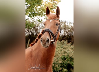 German Sport Horse, Gelding, 8 years, 16.2 hh, Chestnut-Red